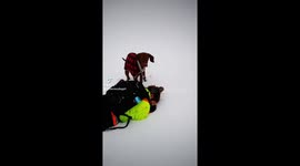 Dog goes into rescue mode frantically trying to save woman who feigns injury