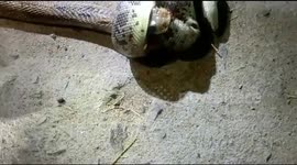 One-feet-long non-venomous snake fights with four-feet-long deadly cobra