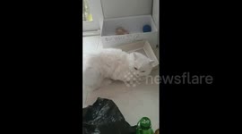 a cat acting cute all of a sudden.