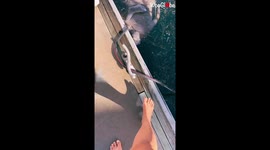 'Manatee Drinks Water from Hose on a Sunny Florida Afternoon'