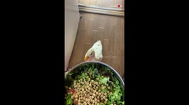 Pet duck waddles around house in excitement after being fed favourite meal