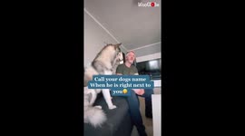 'Siberian Husky's Hilarious Reaction to the 'Call Your Dog' Challenge'