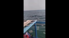 Thousands of jellyfish spotted rising to surface of sea off Vietnam's coast
