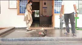 Rooster with blade tied to leg kills owner during illegal cockfight in India