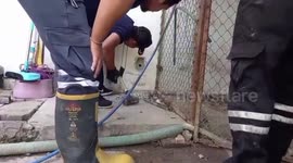 Kittens rescued after getting stuck behind home’s concrete wall in Thailand