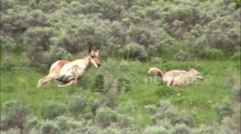 Pronghorn antelope chases off coyote hunting its baby