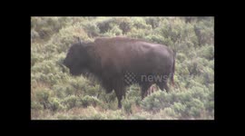Newsflare Vault: Heroic mama bison saves baby amid insane hailstorm in Yellowstone National Park