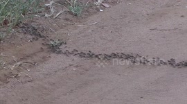 Fearsome predators – a column of African Matabele Ants on the move.