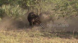 Buffalo trouble! Pair of bulls lock horns over female