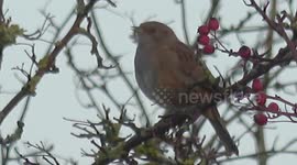 Birds Sing On The Dawn Chorus 2/3
