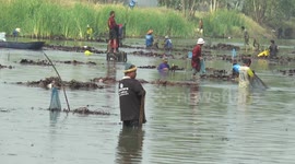 Hundreds of villagers converge on marshes to catch fish