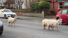 The goats that went viral in 2020 after taking over UK town are back!