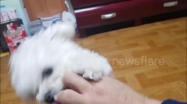 my dog is brave and attack