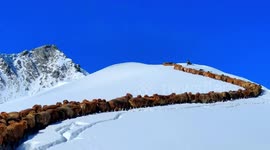 Thousands of livestock trudge over snow-covered mountain during spring migration