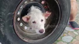 Dog rescued after getting head stuck in car wheel in Thailand