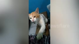 Cat pats woman to beg for food at Indonesian restaurant