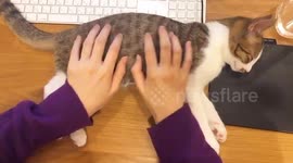 Don't tell him about the mouse! Pet owner massages cat like a keyboard