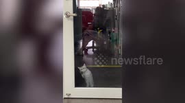 Cat scratches glass door looking for a way to escape house