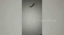 Man effortlessly catches gecko with his bare hands
