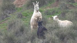 Wild Mountain Goats Clash for Dominance on The Side of a Sheer Cliff
