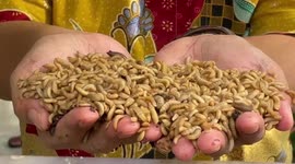 Indonesian foundation use maggots to transform food waste into organic fertilizer