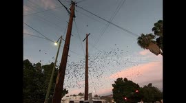 Many birds perch on the branches of a Ceiba tree at sunset in the downtown area of the city of Hermosillo, Sonora. The yellow breasts are small birds in large bands and measure around 22 cm. bird