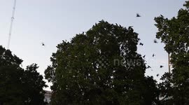 Hundreds or thousands of yellow-breasted birds fly at sunset in the sky over the downtown area of Hermosillo, Sonora. The yellow breasts are small birds in large bands and measure around 22 cm. bird