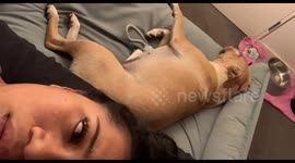 New Zealand woman captures powerful 7.4 earthquake next to dog she thought had seizure