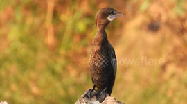 Beautiful cormorant chilling on pond area .
