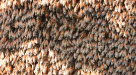 Beautiful natural honey bee net .