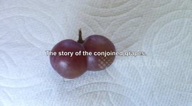 Separation Surgery on Conjoined Grapes