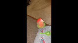 Crazy lovebird shakes and dances to maracas