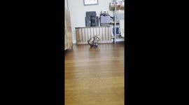 'Cute Dog isn't a Fan of his New Snow Boots'