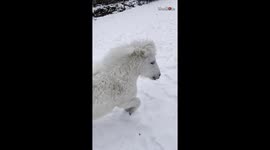 'Cute Pony Enjoying Snow to the Fullest '