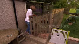 The chicken walker
