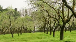 Almendros en flor en la primavera 2021 en la Quinta de los Molinos 1/3