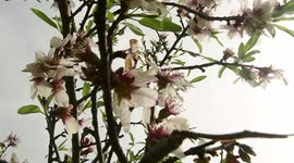 Almendros en flor en la primavera 2021 en la Quinta de los Molinos 2/3