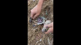 The man rescues the mouse's nest stuck on the road