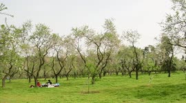 Almendros en flor en la primavera 2021 en la Quinta de los Molinos 3/3