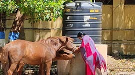 Women step out from Indian hospital to water thirsty wild horses