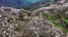 Drone footage shows 6 million square-metre sea of blooming cherry blossoms in eastern China
