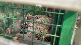 Wild leopard gets caught in boar trap in southwestern India