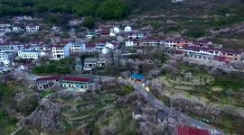 Drone footage shows 6 million square-metre sea of blooming cherry blossoms in eastern China