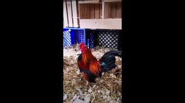 Baby rooster found his voice and his crow is the cutest sound ever