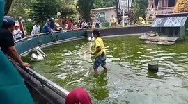 Indonesian zookeepers trim pelican's wing to prevent the bird from escaping cage