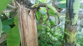 Banana tree sprouts fresh fruit despite being cut down
