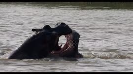 Hippo play fighting in the water.