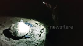 Rarely seen moment mother turtle lays eggs on south Indian beach