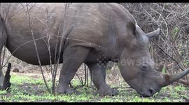 Rhino walks past resting Lions with out noticing them hiding under a bush