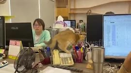 Pet cats play on office tables while their owners work